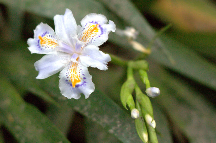 Iris_Japonica 2 - IRIS JAPONICA FLOWERS