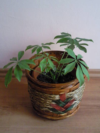 alta Schefflera april 09; Primita in iarna 09
