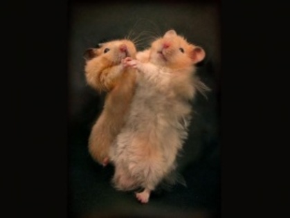 hamsteri dansatori - poze hamsteri