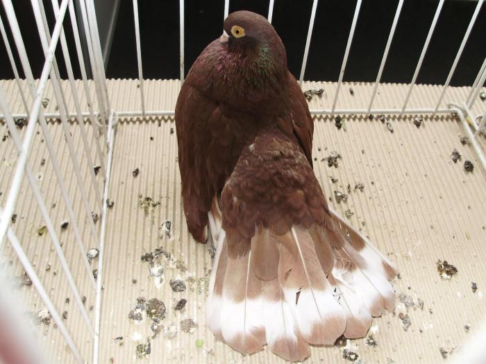 castaniu 4 - 1506 2 porumbei rz