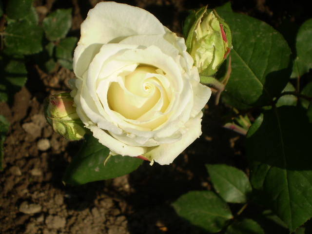 P5161463 - trandafiri