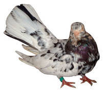 roler de lugoj - X-TODAS LAS RASAS DE PALOMAS EN EL MUNDO
