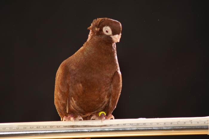 Picture 056 - jucatori de constanta