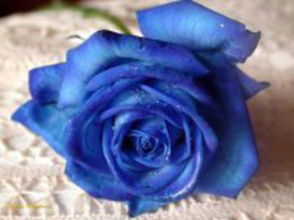 bluerose