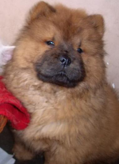 Chow-Chow; Ciuli
