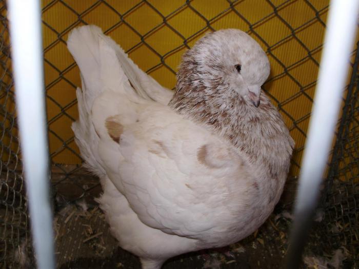 05928 rotsprenkel 1