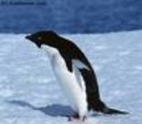 pingu9 - pinguini