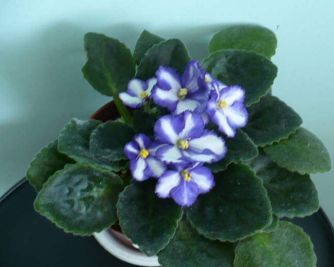 P1130778 - Saintpaulia - violete de camera