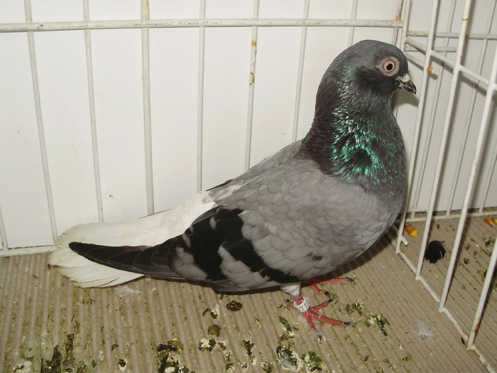 vioriu ca 3