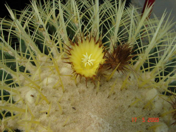 Echinocactus grusonii