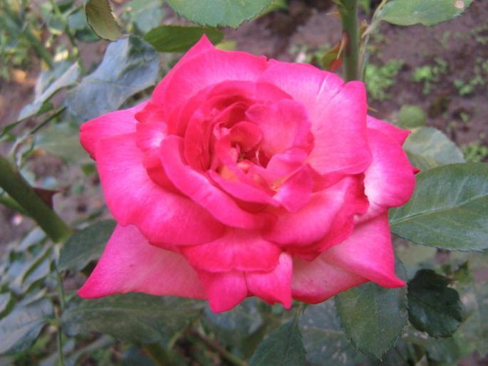 picture 018 - trandafiri