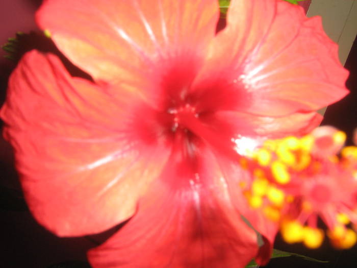 IMG_2195; hibi rosu (floare simpla)
