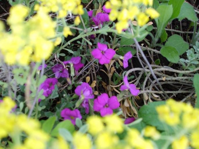 aubretia si alisum