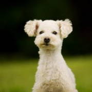 pet-dog
