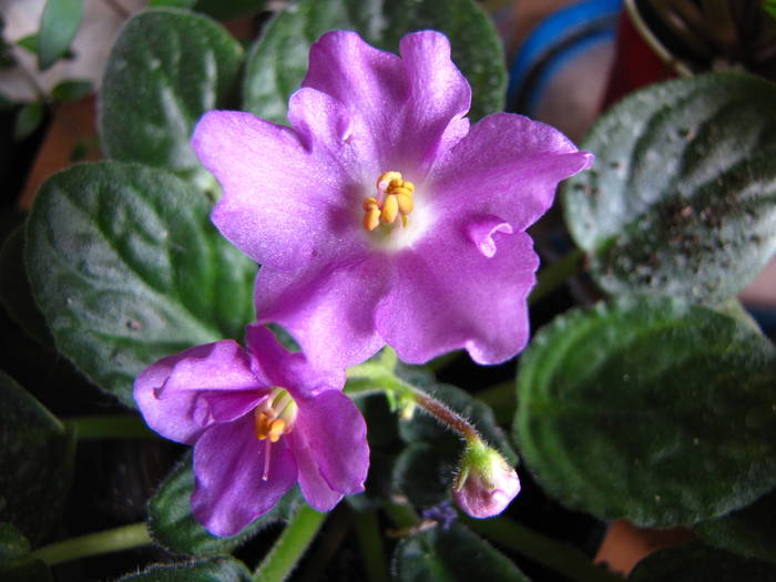 Violeta 17 iul 2009 (1) - violete