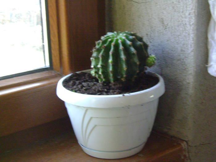 mama cactus Echinopsis