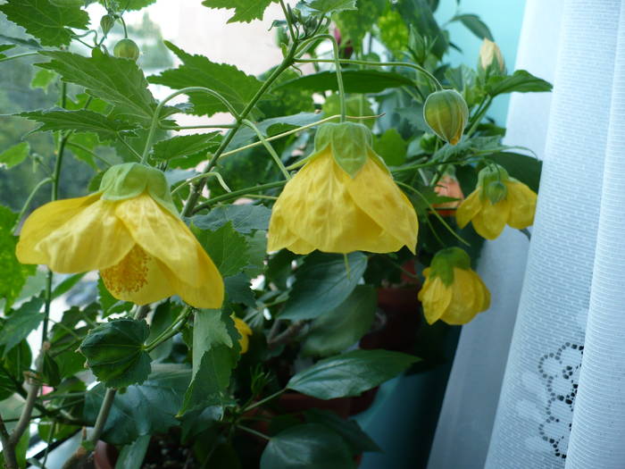 P1140696 - ABUTILONI