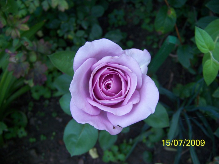 100_7790 - Iulie 2