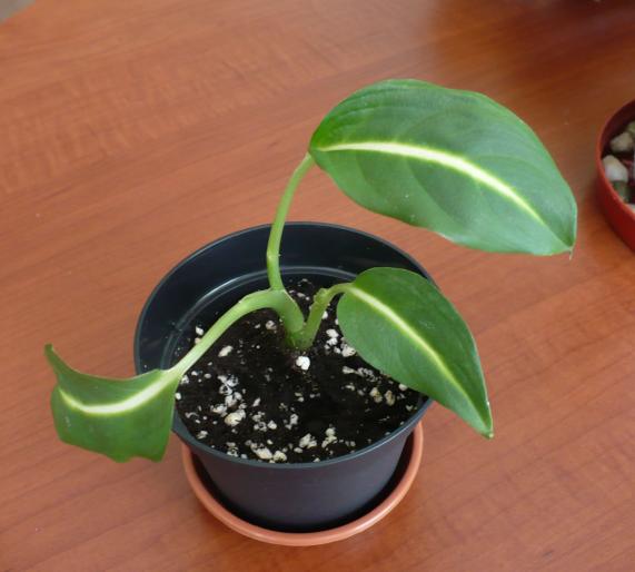 Pui Dieffenbachia (Camellia) - Alte plante