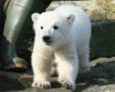 gdsgf - ursi polari