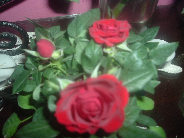 DSCF8669; minirosa grena
