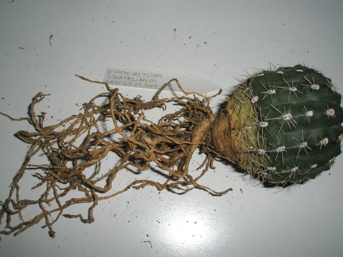 Gymnocalycium schatzlianum