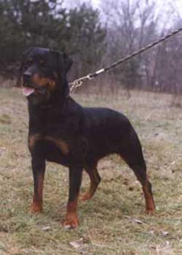 shiwa-v[1] - CAINI-ROTTWEILER-BEST
