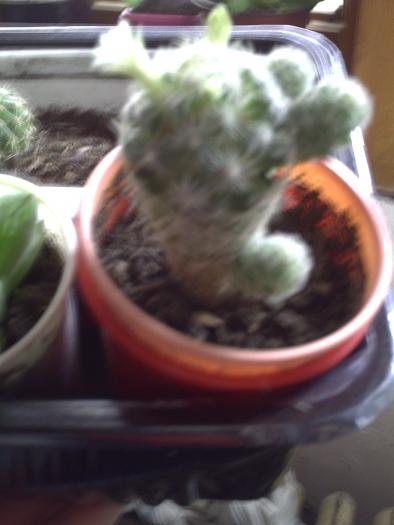 cactus cu flori albe