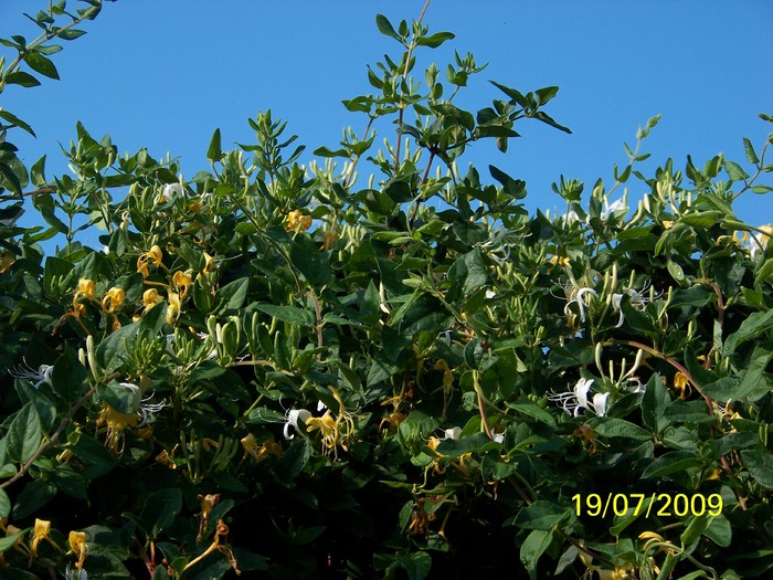 100_8167 - Iulie 2