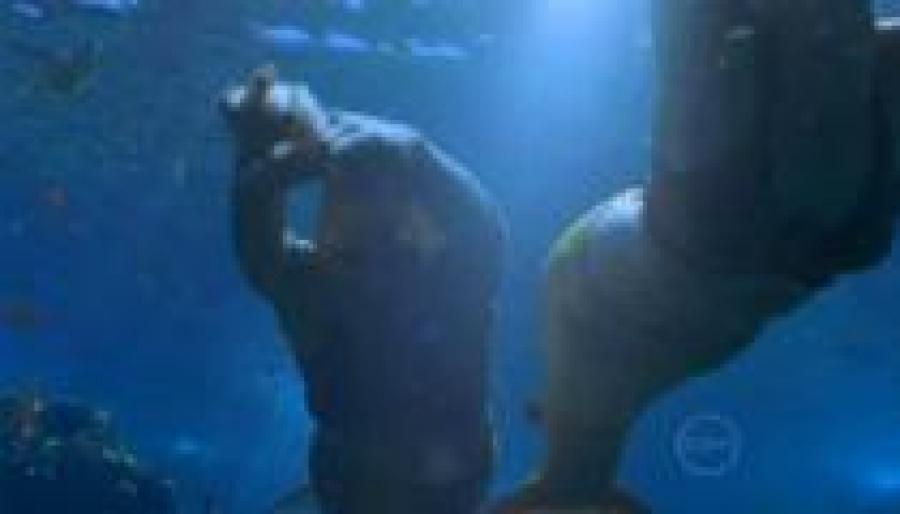 EVFNRENUJMRHHTQGQYA - H2OO in the ocean