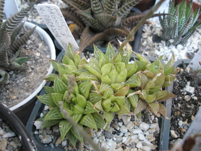 Haworthia magnifica v. paradoxa