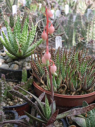  - Haworthia - Gasteria