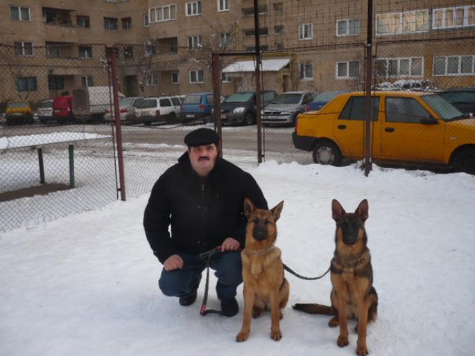 METIS DE MALINOIS; FEMELE DE METIS MALINOIS.
