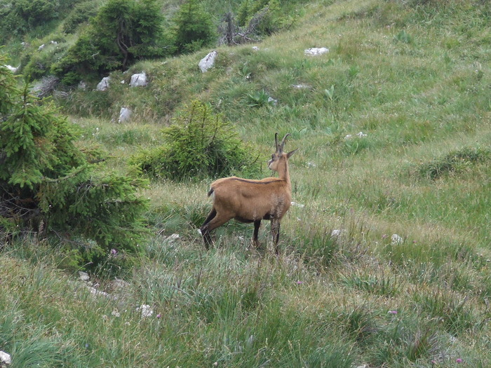 2009_08210204; Romania
