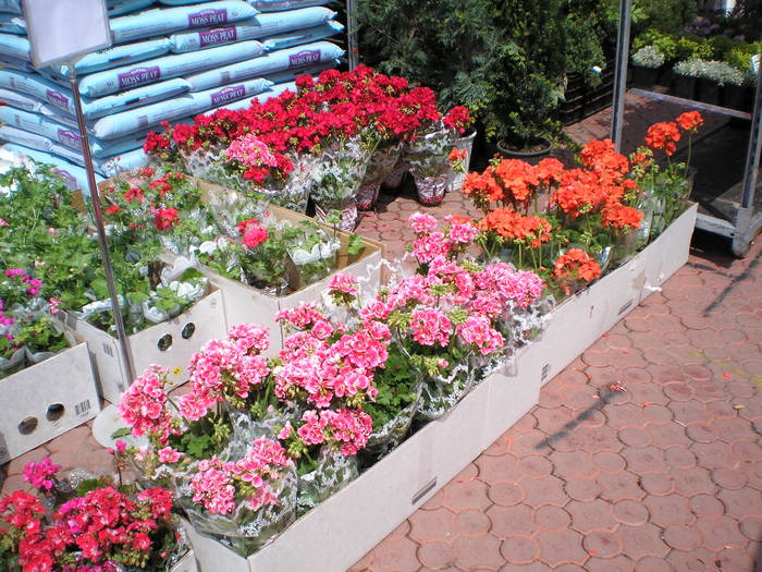 P5070128 - expo flori TIMISOARA mai 2009
