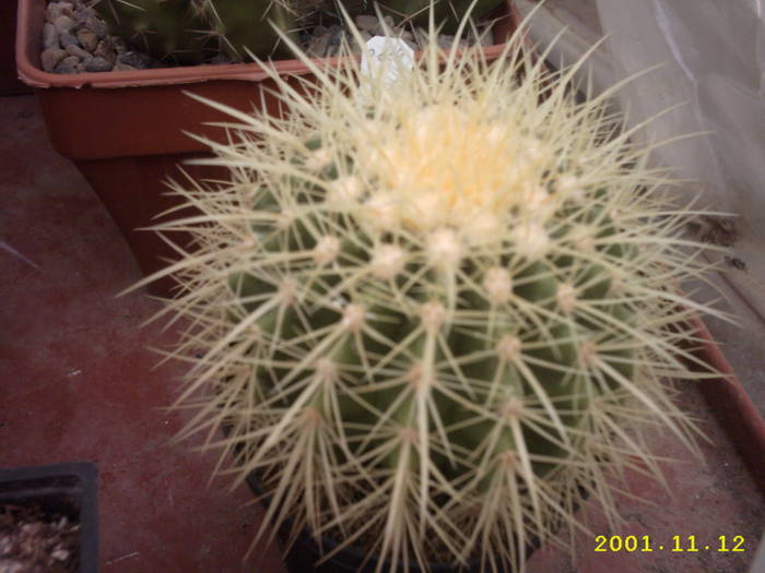 73-Echinocactus grusonii - cactusi