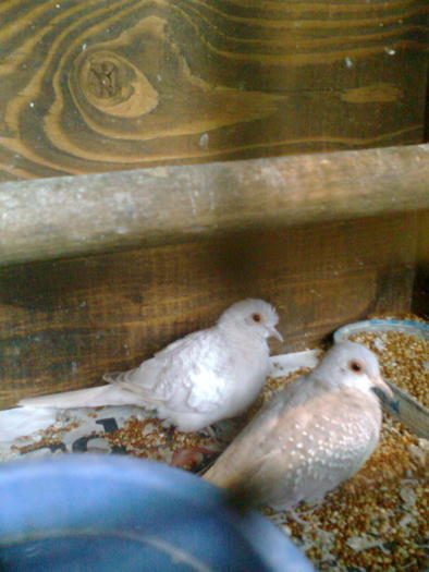 Imagine0405; 2 femele
