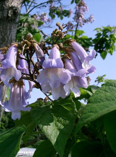 PAULOWNIA TOMENTOSA