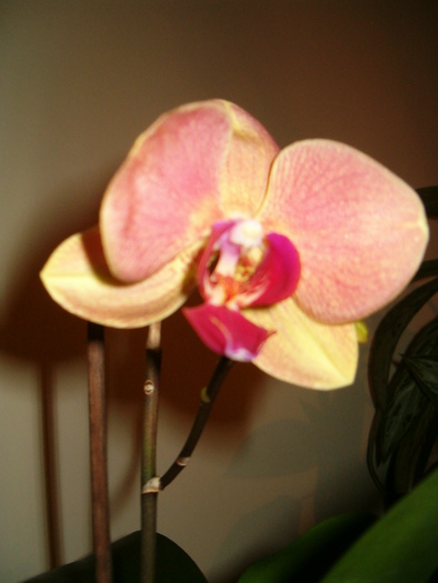 phalenopsis 007 - Orhidee