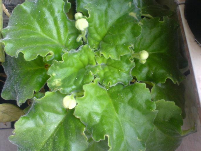 bobocei green ice - violete 2009