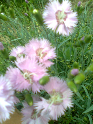 garofite lila simple - flori din gradina2009