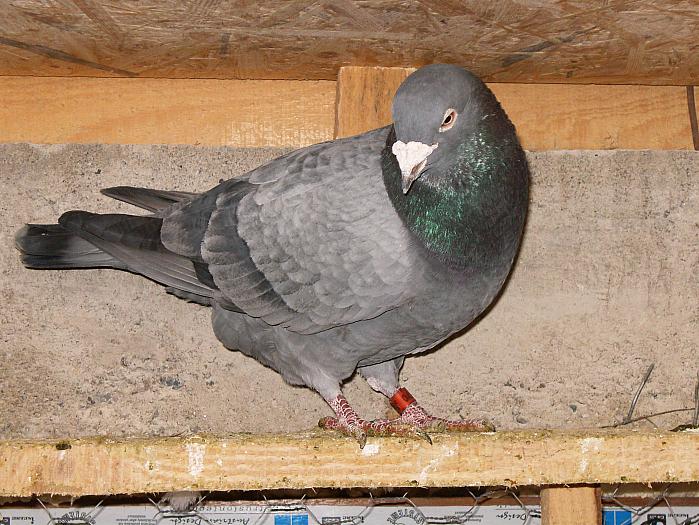 HPIM2165 - porumbei 2009