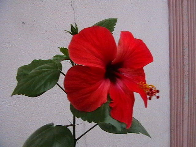 hibiscus simplu rosu