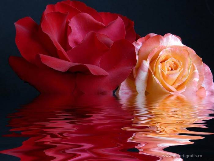 flowers-on-lake_ ROSES - Roses lake
