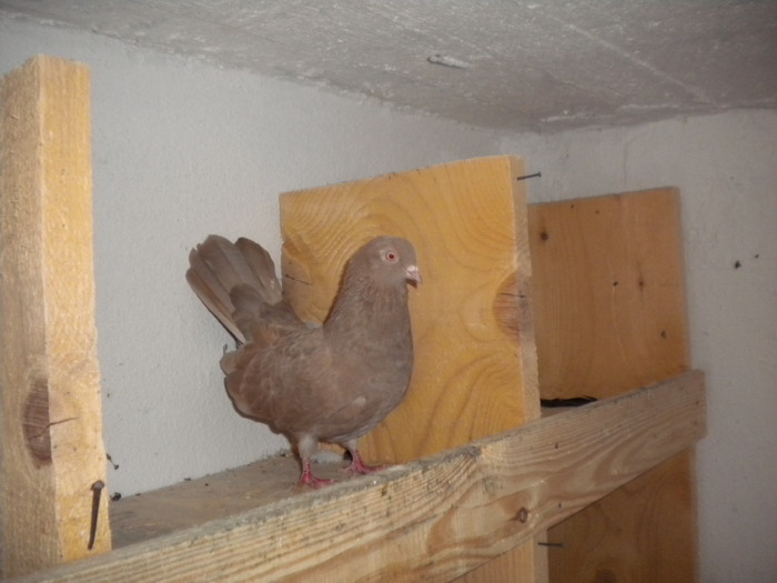 Picture 178 - Raicu 1