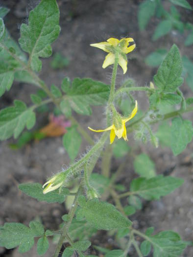 Tomato Garden Pearls (2009, May 24)