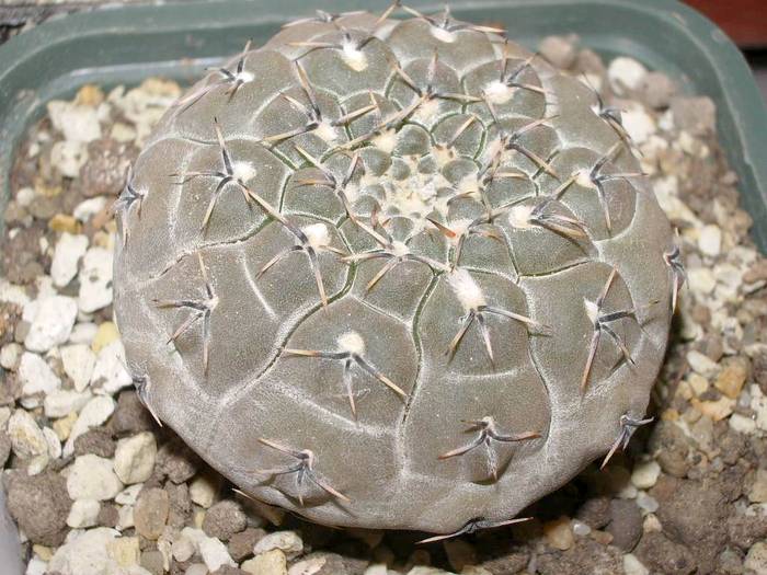 Gymnocalycium obductum