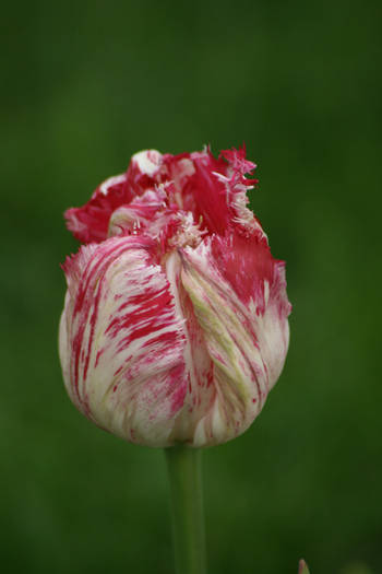  - garden 2009