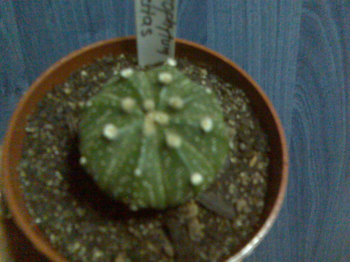 astrophytum asterias - cactusi si suculente-2009