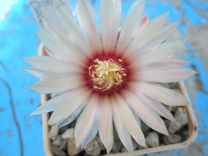 Astrophytum asterias - floare - Astrophytum